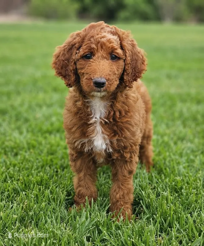 Dixie – Goldendoodle, Poodle - Miniature  puppy for sale in Rio Rancho, NM