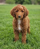 Dixie, a female Goldendoodle and Poodle - Miniature  for sale in Rio Rancho, NM – 1 of 2