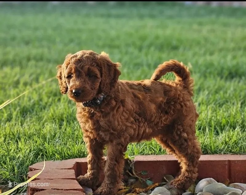 Hap – Goldendoodle, Poodle - Standard  puppy for sale in Rio Rancho, NM