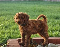 Hap, a male Goldendoodle and Poodle - Standard  for sale in Rio Rancho, NM – 1 of 4