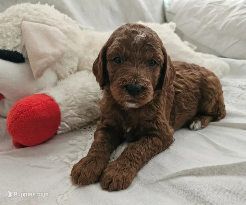Ruby – Goldendoodle, Poodle - Miniature  puppy for sale in Rio Rancho, NM