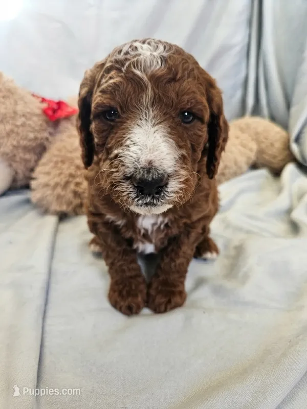 Beau – Goldendoodle, Poodle - Standard  puppy for sale in Rio Rancho, NM