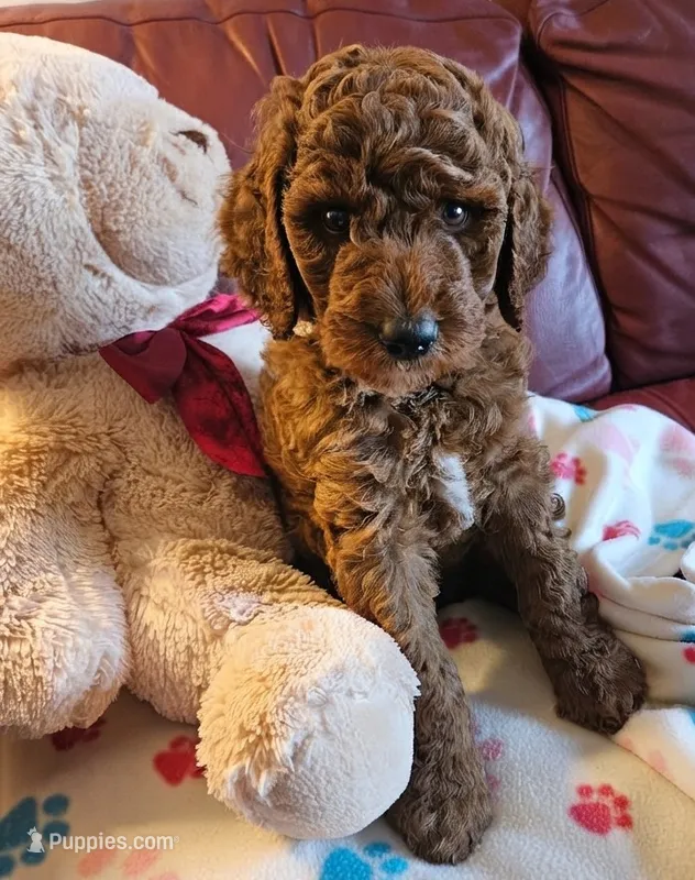 Beau – Goldendoodle, Poodle - Standard  puppy for sale in Rio Rancho, NM
