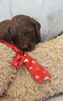 Beau, a male Goldendoodle and Poodle - Standard  for sale in Rio Rancho, NM – 2 of 2