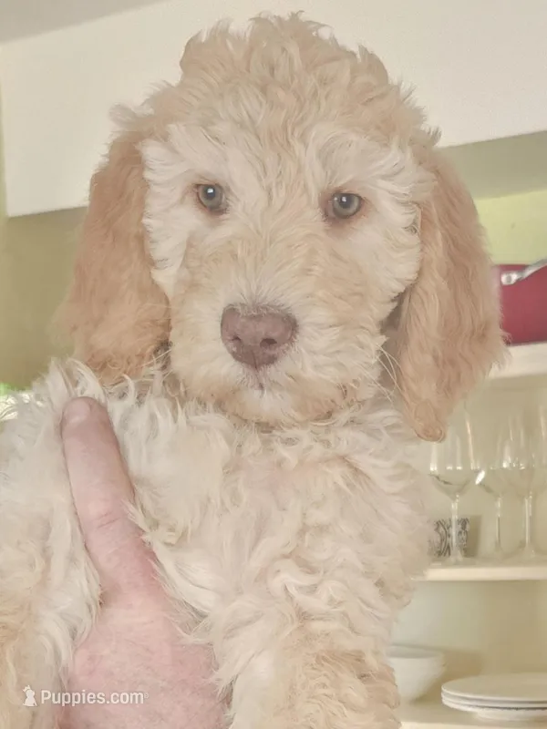 Goldie – Goldendoodle puppy for sale in Rio Rancho, NM