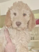Goldie, a female Goldendoodle for sale in Rio Rancho, NM – Photo 1 of 2