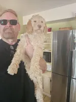 Goldie, a female Goldendoodle for sale in Rio Rancho, NM – Photo 2 of 2