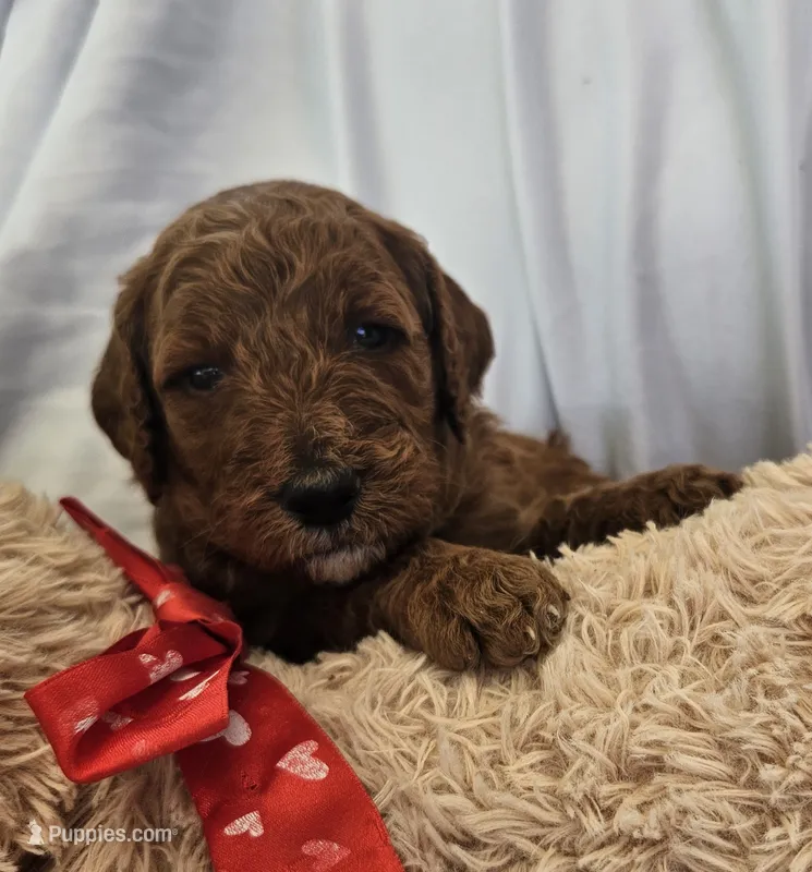 Hap – Goldendoodle, Poodle - Standard  puppy for sale in Rio Rancho, NM