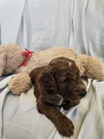 Zeke, a male Goldendoodle and Poodle - Standard  for sale in Rio Rancho, NM – 2 of 2
