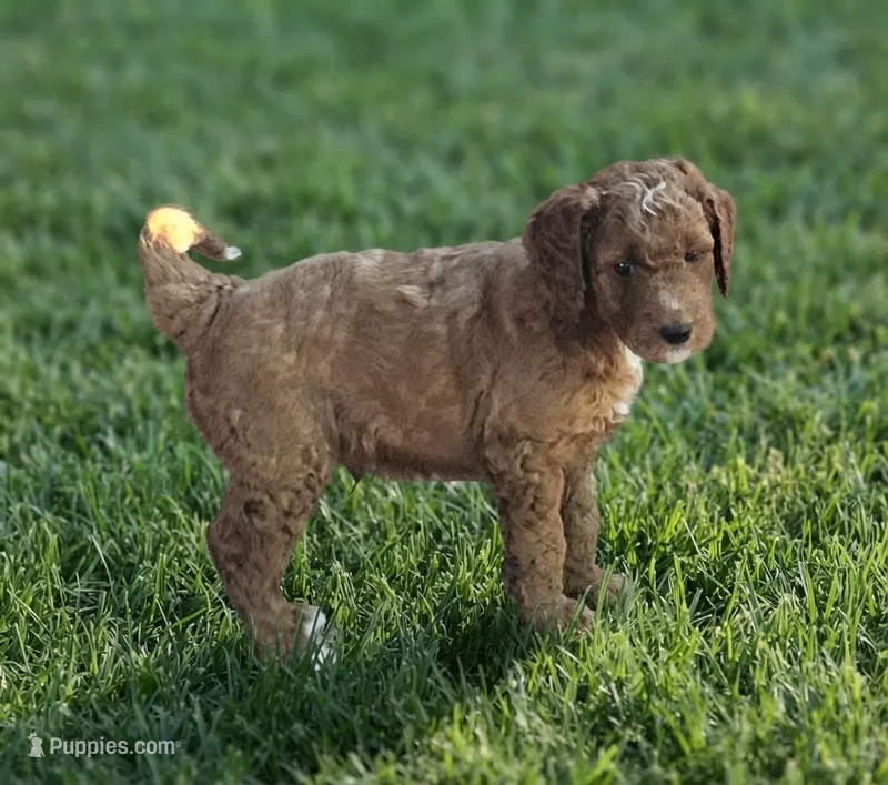 Hap – Goldendoodle, Poodle - Standard  puppy for sale in Rio Rancho, NM
