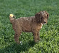 Hap, a male Goldendoodle and Poodle - Standard  for sale in Rio Rancho, NM – 2 of 4