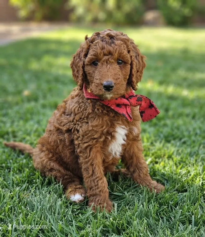 Zeke – Goldendoodle, Poodle - Standard  puppy for sale in Rio Rancho, NM