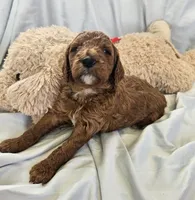 Hap, a male Goldendoodle and Poodle - Standard  for sale in Rio Rancho, NM – 2 of 2