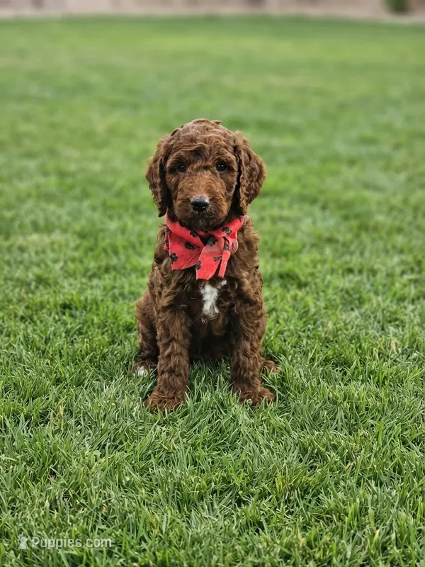 Zeke – Goldendoodle, Poodle - Standard  puppy for sale in Rio Rancho, NM