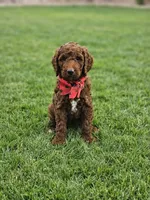 Zeke, a male Goldendoodle and Poodle - Standard  for sale in Rio Rancho, NM – 2 of 4