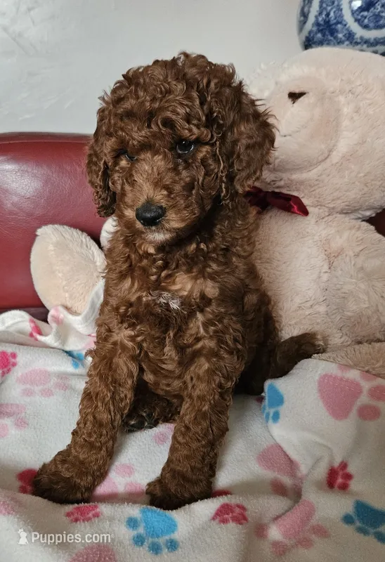 Allie – Goldendoodle, Poodle - Miniature  puppy for sale in Rio Rancho, NM