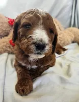 Ranger, a male Goldendoodle and Poodle - Standard  for sale in Rio Rancho, NM – 2 of 2