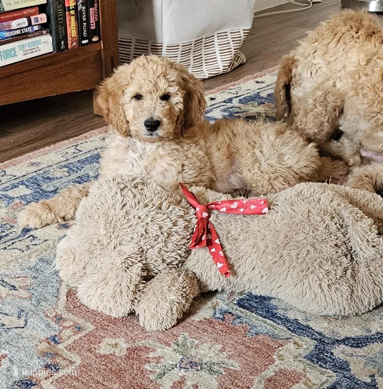 Truffles – Goldendoodle puppy for sale in Rio Rancho, NM