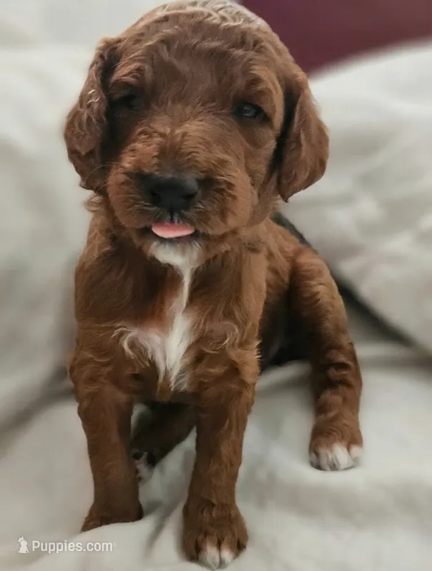Bebe – Goldendoodle, Poodle - Miniature  puppy for sale in Rio Rancho, NM