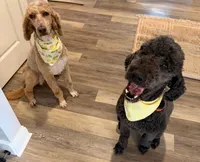 Stihl & Chipper, a male Poodle - Standard  and Pyredoodle for sale in Bowling Green, OH – 8 of 10