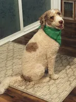 Jolene “Jojo”, a female Miniature Bernedoodle for sale in Bowling Green, OH – Photo 4 of 5