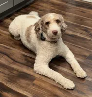 Jolene “Jojo”, a female Miniature Bernedoodle for sale in Bowling Green, OH – Photo 1 of 5