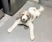 Jolene “Jojo”, a female Miniature Bernedoodle for sale in Bowling Green, OH – Photo 3 of 5