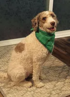 Jolene “Jojo”, a female Miniature Bernedoodle for sale in Bowling Green, OH – Photo 5 of 5