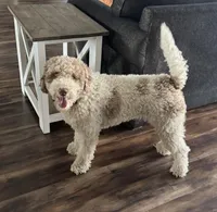 Jolene “Jojo”, a female Miniature Bernedoodle for sale in Bowling Green, OH – Photo 2 of 5