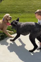 Stihl & Chipper, a male Poodle - Standard  and Pyredoodle for sale in Bowling Green, OH – 5 of 10