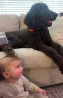Stihl & Chipper, a male Poodle - Standard  and Pyredoodle for sale in Bowling Green, OH – 9 of 10