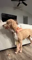 Stihl & Chipper, a male Poodle - Standard  and Pyredoodle for sale in Bowling Green, OH – 6 of 10