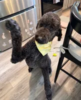 Stihl & Chipper, a male Poodle - Standard  and Pyredoodle for sale in Bowling Green, OH – 1 of 10