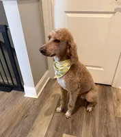 Stihl & Chipper, a male Poodle - Standard  and Pyredoodle for sale in Bowling Green, OH – 2 of 10