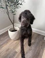 Stihl & Chipper, a male Poodle - Standard  and Pyredoodle for sale in Bowling Green, OH – 4 of 10
