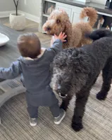 Stihl & Chipper, a male Poodle - Standard  and Pyredoodle for sale in Bowling Green, OH – 7 of 10