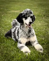 Kenja, a female Poodle - Multi-Colored Standard and Poodle - Standard  for sale in Bowling Green, OH – Photo 1 of 2