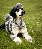 Kenja, a female Poodle - Multi-Colored Standard and Poodle - Standard  for sale in Bowling Green, OH – Photo 2 of 2