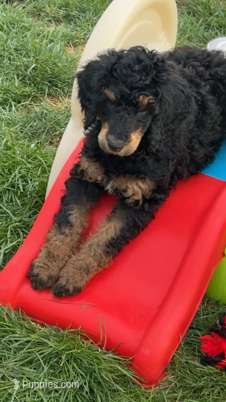 Sweet Magnolia 😍🔥, a female Poodle - Standard  for sale in Bowling Green, OH – Photo 1 of 1