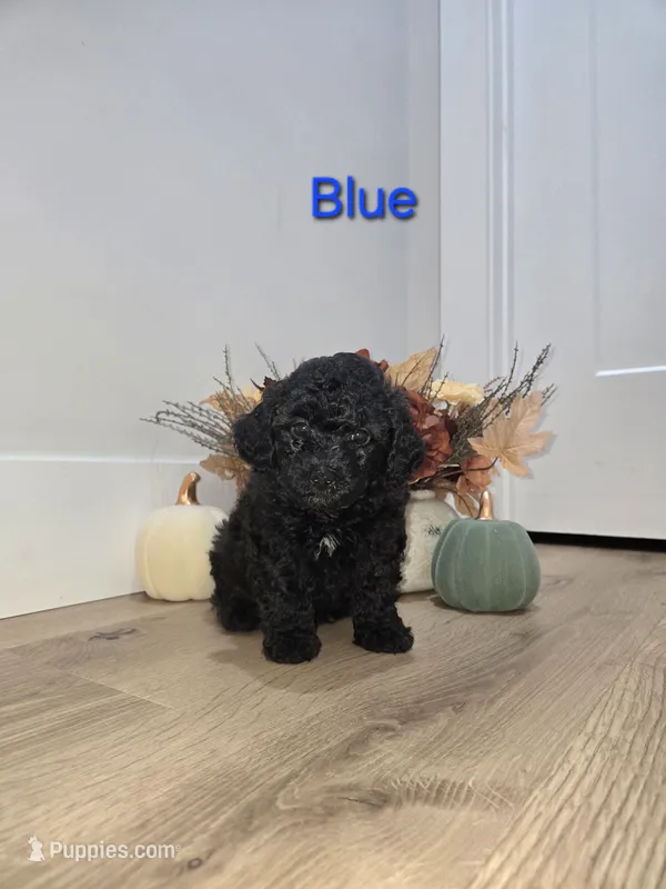 BLUE – Poodle - Toy  puppy for sale in Chesnee, SC