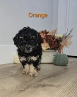 Orange, a male Poodle - Toy  for sale in Chesnee, SC – 4 of 6