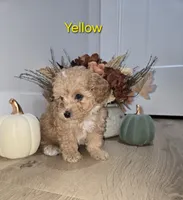 Yellow, a male Poodle - Toy  for sale in Chesnee, SC – 1 of 7