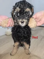 Red, a male Poodle - Toy  for sale in Chesnee, SC – 6 of 6