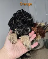 Orange, a male Poodle - Toy  for sale in Chesnee, SC – 2 of 6