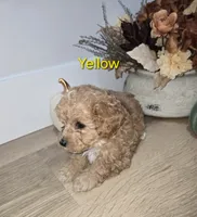 Yellow, a male Poodle - Toy  for sale in Chesnee, SC – 2 of 7