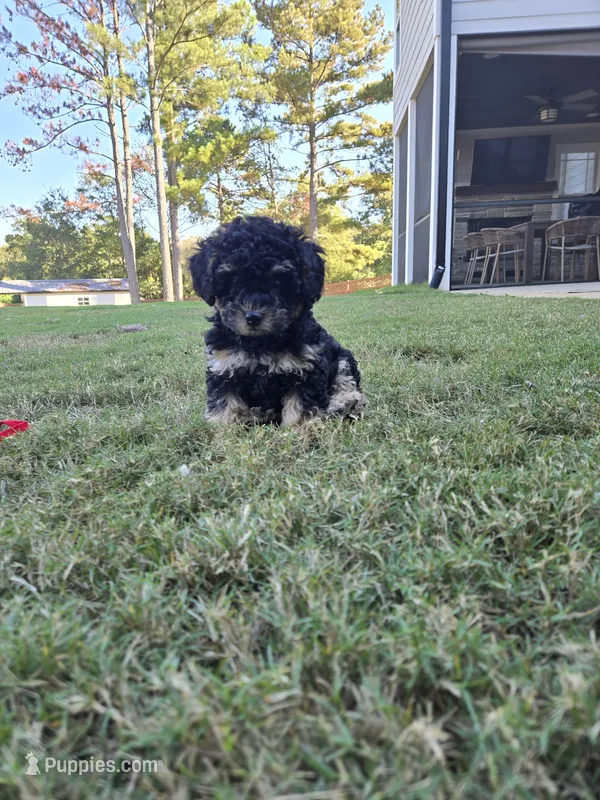 Orange ready to go now – Poodle - Toy  puppy for sale in Chesnee, SC
