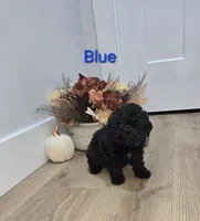 BLUE, a male Poodle - Toy  for sale in Chesnee, SC – 7 of 8