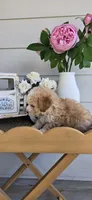 Tan white ready for his new home, a male Poodle - Toy  for sale in Chesnee, SC – Photo 2 of 6