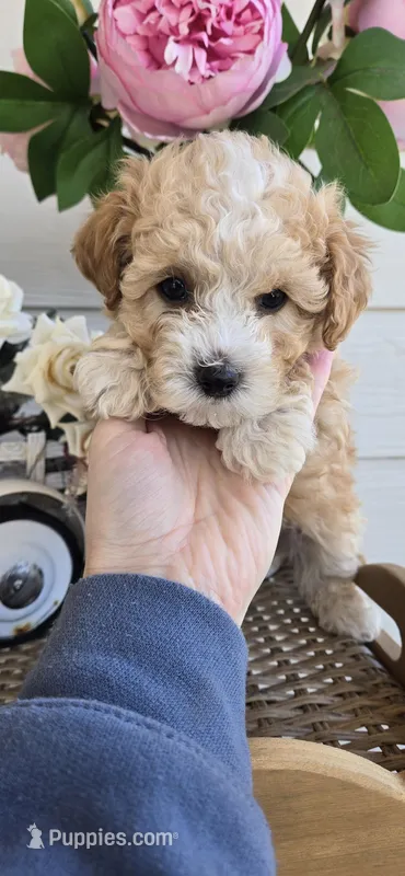 Tan white – Poodle - Toy  puppy for sale in Chesnee, SC
