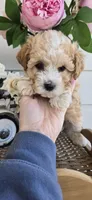 Tan white ready for his new home, a male Poodle - Toy  for sale in Chesnee, SC – Photo 1 of 6